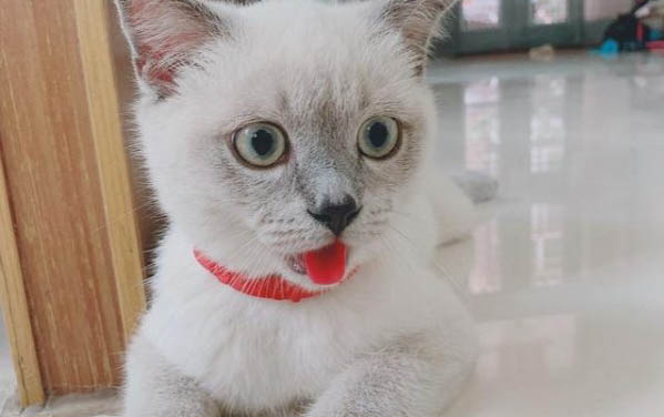 貓咪真的會笑嗎