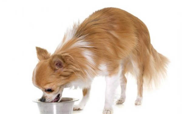 如何讓狗狗大口吃狗糧呢