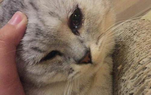 小貓出生就會(huì)自帶貓瘟病毒嗎