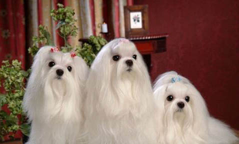 小型犬有哪些好