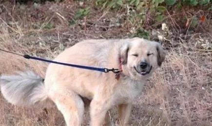 狗可以吃熟洋蔥嗎