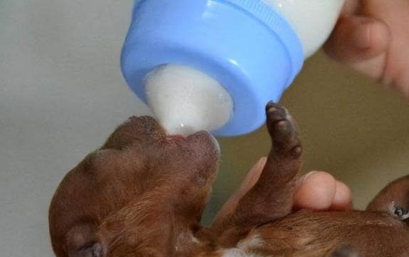 貴賓犬不同的價(jià)格差異