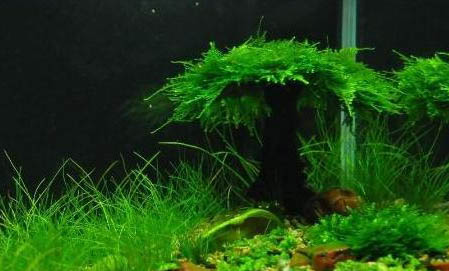 金魚可以和燈魚混養嗎
