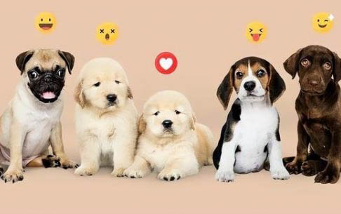 柯基犬必須要斷尾巴嗎