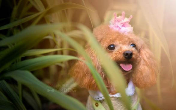 泰迪犬哪個顏色最貴
