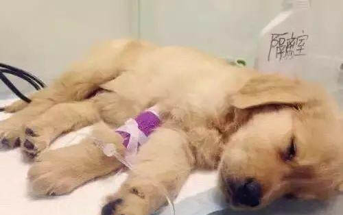 狗狗突然一直發抖是什么原因