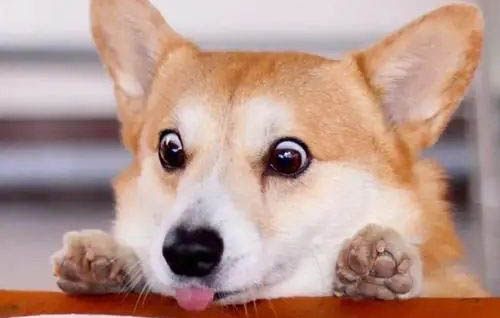 哪里有賣成年母柯基犬的