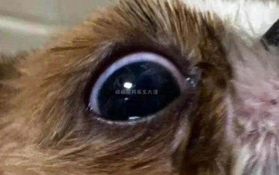 狗狗使用左旋咪唑注意事項