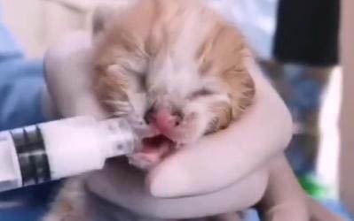 母貓把40天的小貓咬死了