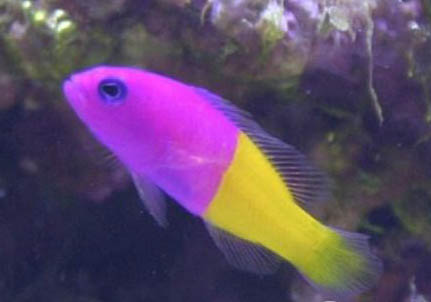 七彩神仙魚可以和鸚鵡魚混養(yǎng)嗎？