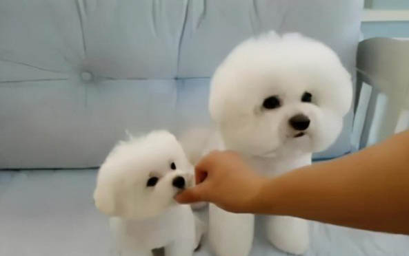 兩個月幼犬一頓20顆可以嗎