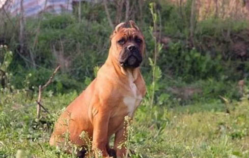 卡斯羅犬咬人嗎