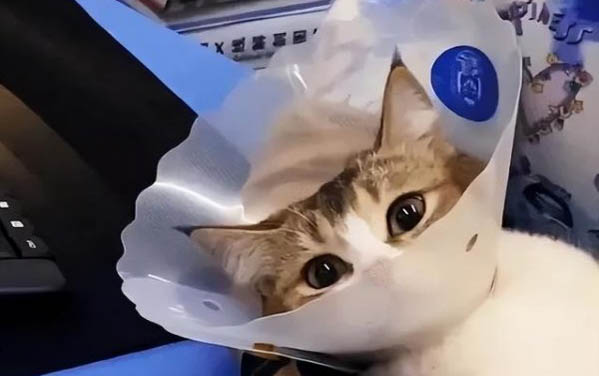 怎么看貓咪身上有沒有跳蚤？