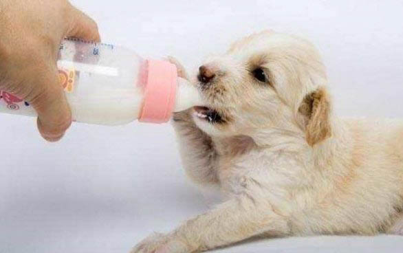 狗狗一直卡卡的咳嗽怎么辦