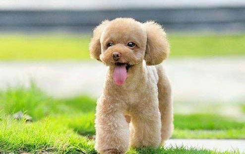 貴賓犬流眼淚用什么藥好