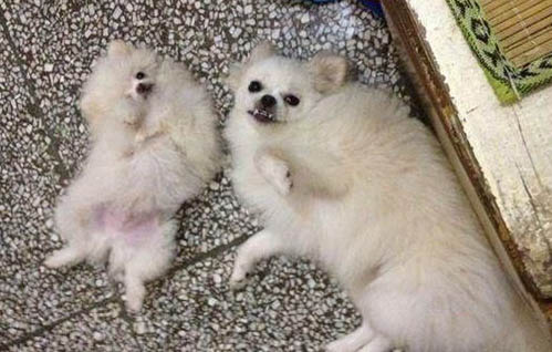 博美犬什么顏色便宜