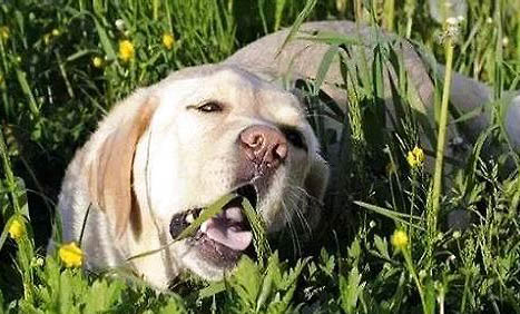 狗骨折要多久恢復