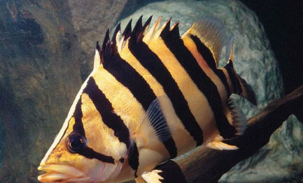 虎魚(yú)的飼養(yǎng)方法