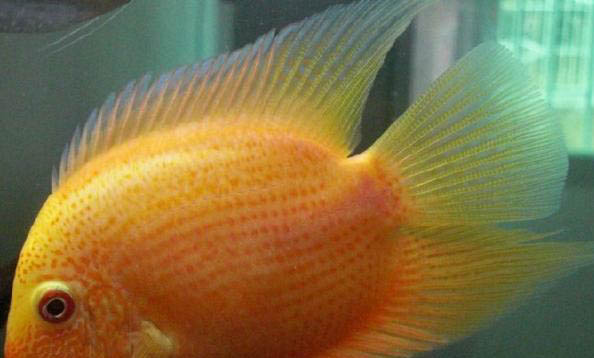 金魚從魚缸里跳出來預兆