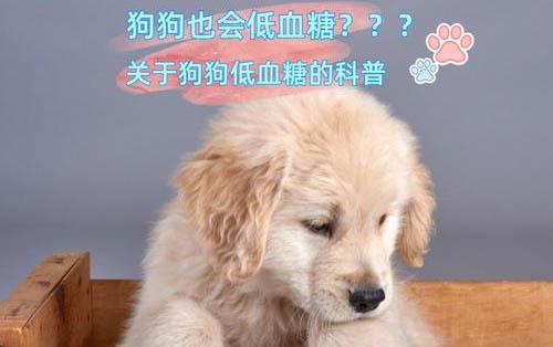 狗狗吃雞骨頭劃傷腸胃的表現