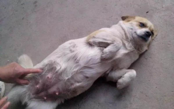 狗狗細小拉血是不是惡化了