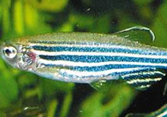 斑馬魚喂什么飼料