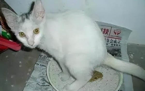 貓咪吃魚肉會引發炎癥嗎