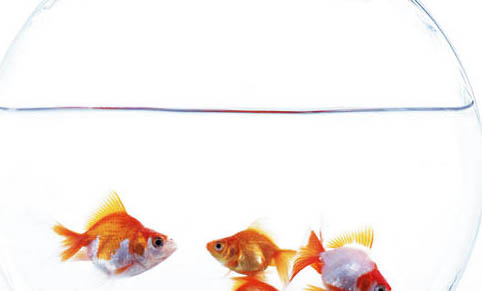 魚缸沒有氧氣泵能養魚嗎
