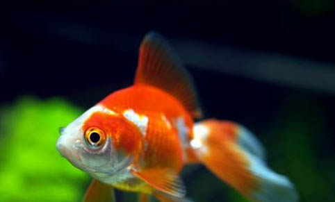 招財魚可以和羅漢混養嗎