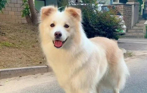 狗狗喜歡咬東西