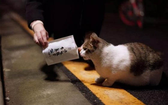 請問貓咪嘔吐的原因及處理方法?