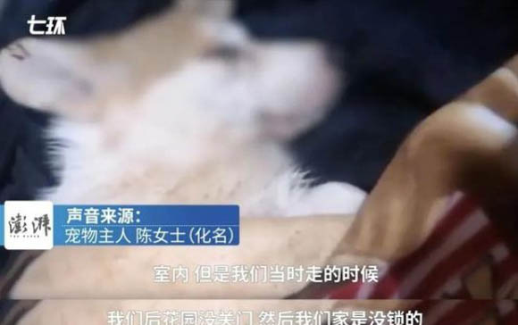 小狗咬尾巴是咋回事？