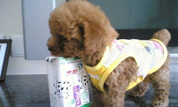 挑選幼犬需要注意什么