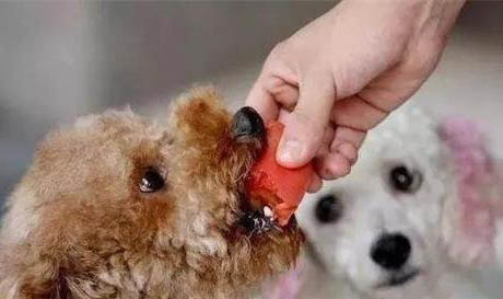 狗狗為什么會得禽流感呢