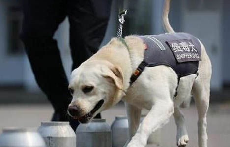 緝毒犬的種類有哪些