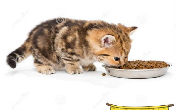 小貓可以吃雞蛋嗎?