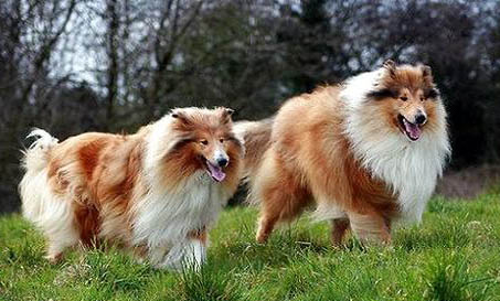 怎么給蘇格蘭牧羊犬洗澡？