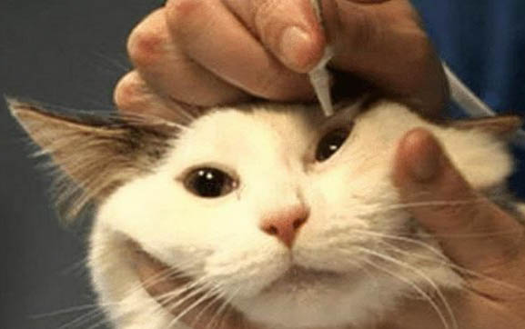 貓可以和人一起睡覺嗎