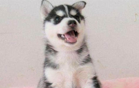 世界名犬都有哪些狗品種啊