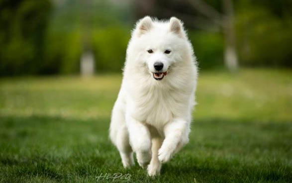 小薩摩耶犬價格