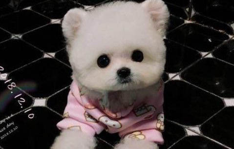 比熊犬怎么看純不純