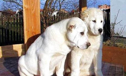 中亞牧羊犬發(fā)燒什么癥狀有哪些