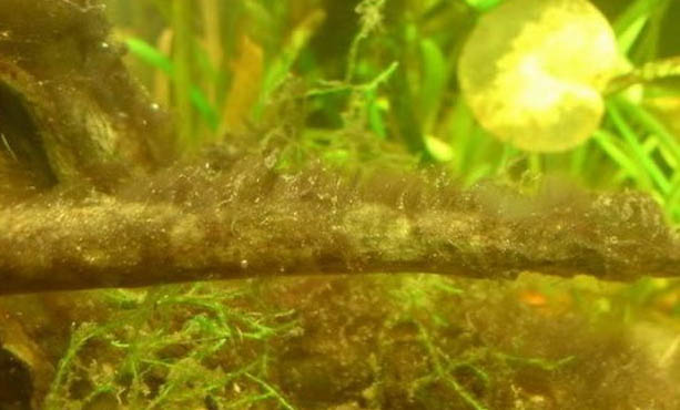 魚缸消毒方法有哪幾種