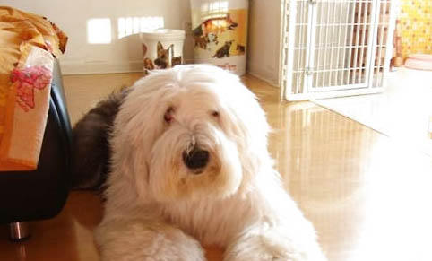 狗狗不擠肛門腺可以嗎