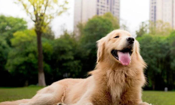 狗狗睡覺哼哼唧唧怎么回事