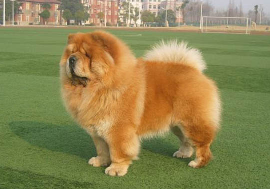 為什么松獅犬被禁養(yǎng)
