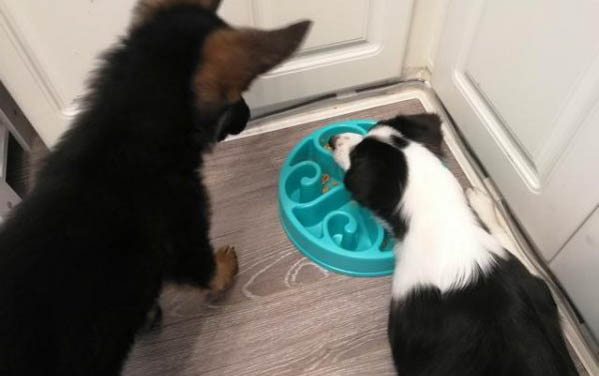 狗狗得了犬瘟能活多久