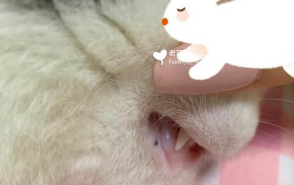 貓咪患上貓傳腹出現黃疸還能活多久