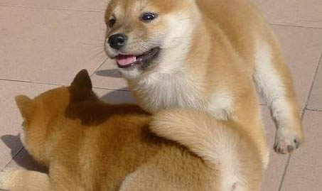 秋田犬和柴犬哪個好？