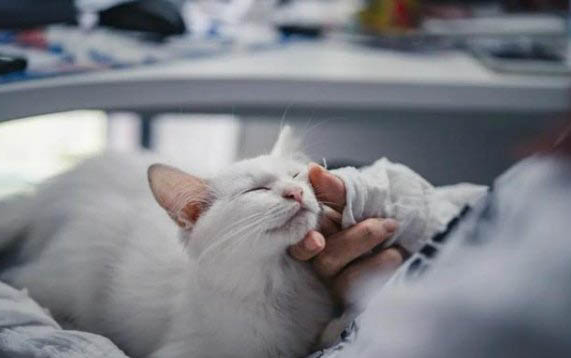 貓口炎如何處理
